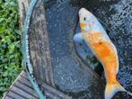 Koi karpers 45 cm, Dieren en Toebehoren, Vissen | Vijvervissen, Karper of Koi