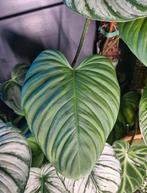 philodendron fuzzy petiole stek, Huis en Inrichting, Kamerplanten, Ophalen of Verzenden, Halfschaduw, Minder dan 100 cm
