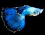Blue Moscow Guppy 100% Raszuiver Guppen, Vis, Zoetwatervis, Schoolvis
