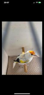 Mooie wit bonte majoor putter man van 2025, Dieren en Toebehoren, Vogels | Overige Vogels, Mannelijk, Wildzangvogel