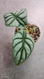 Alocasia Silver Dragon Sports - diverse maten, Ophalen of Verzenden, Overige soorten, Minder dan 100 cm