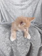 Maine coon kittens (poezen & polydactyl), Poes, Gechipt, 0 tot 2 jaar