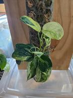 scindapsus salaka, Huis en Inrichting, Kamerplanten, Ophalen of Verzenden, Overige soorten, Minder dan 100 cm