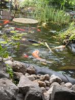 Koi karpers goudvissen shubunkin volle vijver, Ophalen of Verzenden, Zo goed als nieuw
