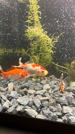 3 siervissen, Dieren en Toebehoren, Vis