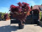 Japanse esdoorn Acer palmatum Fire Glow, Ophalen, Overige soorten