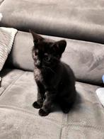 Mooie kittens te koop!