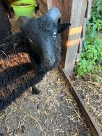 Mooi klein ouessant rammetje, Dieren en Toebehoren, Mannelijk, Schaap