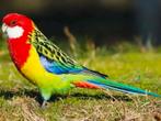 Rosella parkieten gezocht, Dieren en Toebehoren, Vogels | Parkieten en Papegaaien, Meerdere dieren, Parkiet