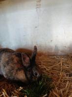 Konijn te koop!, Dieren en Toebehoren, Konijnen, Vrouwelijk, Middelgroot, 0 tot 2 jaar