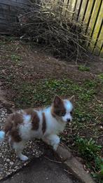 Pomchi puppy, Dieren en Toebehoren, Honden | Chihuahua's en Gezelschapshonden, Rabiës (hondsdolheid), 15 weken tot 1 jaar, Eén hond