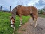 Super lieve welsh pony, Dieren en Toebehoren, Pony's, Ruin, Zadelmak, B pony (1.17m tot 1.27m), 3 tot 6 jaar