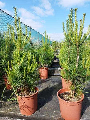 Potgekweekte eik es plataan beuk berk grove den larix etc beschikbaar voor biedingen