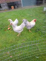 Trio wyandotte kriel  meerzomig isabel patrijs, Dieren en Toebehoren, Pluimvee, Meerdere dieren, Kip