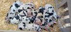 Bonte Bentheimer varkens biggen, Dieren en Toebehoren, Meerdere dieren, Varken, 0 tot 2 jaar