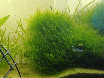 Grotte bol mos beschikbaar voor biedingen