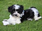 Vrolijke Boomer pups., Nederland, Overige rassen, 8 tot 15 weken, CDV (hondenziekte)