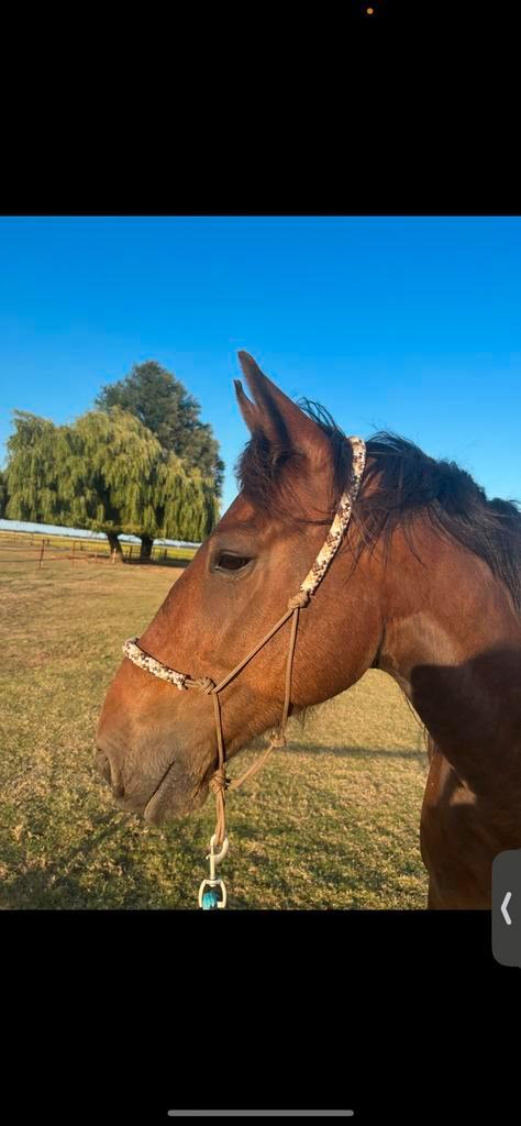 Verzorg(st)er gezogd lieve ruin., Diensten en Vakmensen, Dieren | Paarden | Verzorging, Oppas en Les, Verzorging of Verzorgpony's