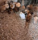 Mooie cochin kriel kuikens, Meerdere dieren, Kip