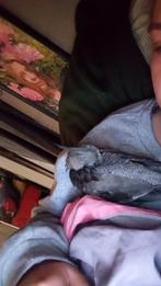 2 tamme vogels met vogel kooi en speelgoed, Meerdere dieren, Papegaai