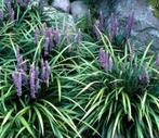 liriope moneymaker, Tuin en Terras, Planten | Tuinplanten, Ophalen, Vaste plant, Siergrassen, Halfschaduw