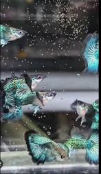 metal green dragon guppy , gup, guppen, Dieren en Toebehoren, Vis, Zoetwatervis