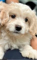 Pup te koop, Maltezer, Reu, 8 tot 15 weken, Rabiës (hondsdolheid)