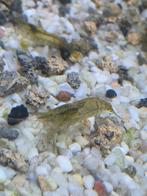 Gemixte garnaaltjes, Dieren en Toebehoren, Vissen | Aquariumvissen, Kreeft, Krab of Garnaal, Zoetwatervis