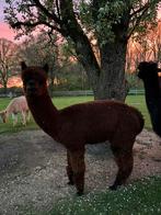 Mooie donker bruine merrie alpaca, Dieren en Toebehoren, Overige Dieren, Vrouwelijk, Voor 1 juli 2024