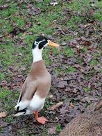 Loopeend reebont woerd, Dieren en Toebehoren, Pluimvee, Mannelijk, Eend