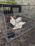 Kippen,een vietnamees koppel., Dieren en Toebehoren, Meerdere dieren, Kip