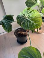 Philodendron Gloriosum pink, Huis en Inrichting, Kamerplanten, Ophalen, Overige soorten, Halfschaduw, In pot