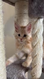 Maine coon kittens met stamboom, Dieren en Toebehoren, Katten en Kittens | Raskatten | Langhaar, Meerdere dieren, Met stamboom