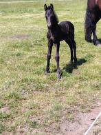 LUXE BAROCK PINTO HENGSTVEULEN, Dieren en Toebehoren, Paarden, Niet van toepassing, 0 tot 2 jaar, Hengst, 160 tot 165 cm