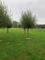 15 knotwilgen met boombeschermers, Ophalen of Verzenden, Overige soorten