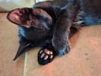 Main coon/ Noorse boskat  en Engelse korthaar /? Kitten mix, Dieren en Toebehoren, Katten en Kittens | Raskatten | Korthaar, Kater