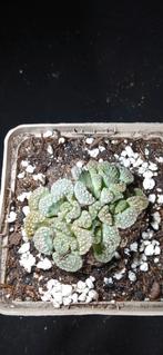 Titanopsis calcarea., Ophalen of Verzenden, Halfschaduw, Minder dan 100 cm