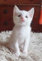 Mooie lieve aanhankelijke kittens, Dieren en Toebehoren, Katten en Kittens | Overige Katten, Meerdere dieren, Kortharig, 0 tot 2 jaar