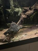 Pleco 35cm op zoek naar nieuw huis, Dieren en Toebehoren, Vis