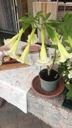 Trompetbloem, Brugmansia, geel, wit, roze en zalmkleurig, Tuin en Terras, Overige soorten, Vaste plant, Ophalen of Verzenden, Halfschaduw