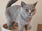 Practige blauw britsekorthaar kitten., Poes, Ontwormd