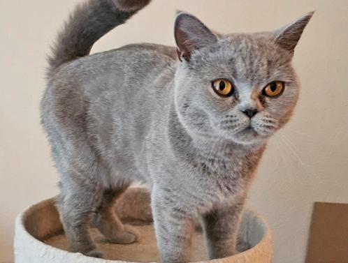 Practige blauw britsekorthaar kitten., Dieren en Toebehoren, Katten en Kittens | Raskatten | Korthaar, Poes, Ontwormd