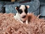 Prachtige chihuahua pups, Dieren en Toebehoren, Honden | Chihuahua's en Gezelschapshonden, 8 tot 15 weken, Meerdere, Meerdere dieren