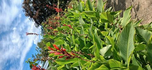 Canna planten, Tuin en Terras, Planten | Tuinplanten, Overige soorten, Volle zon, Ophalen of Verzenden