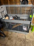 Cavia’s met hok, Dieren en Toebehoren, Cavia, Februari, Mannelijk, Tam