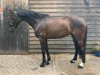 Te koop knappe ruin RECREATIE/COACHING/weidemaatje, Dieren en Toebehoren, Paarden, Ruin, Gechipt, 11 jaar of ouder, Recreatiepaard