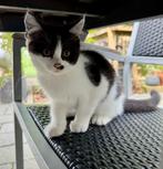 Maine Coon / Brits Korthaar, Dieren en Toebehoren, Katten en Kittens | Raskatten | Korthaar, Poes, Gechipt