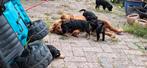 Puppen kruising Engelse cockerspaniël., CDV (hondenziekte), 8 tot 15 weken, Meerdere, Meerdere dieren