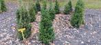 Taxus baccata, Venijnboom, Tuin en Terras, Ophalen, Taxus, Haag, Minder dan 100 cm