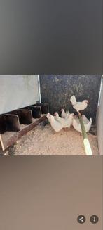 Legkippen, Vrouwelijk, Parkiet